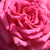 Rose - Rosiers hybrides de thé - Isabel de Ortiz®